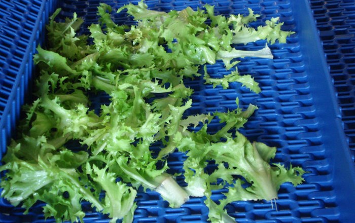 Ammeraal Beltech 7 Salad